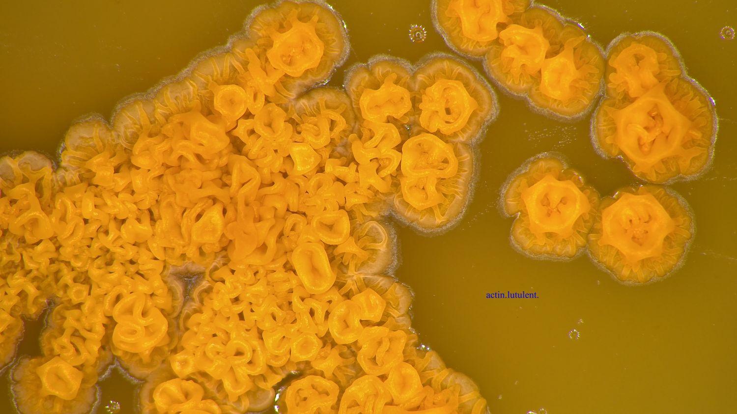 INTER-MICRO