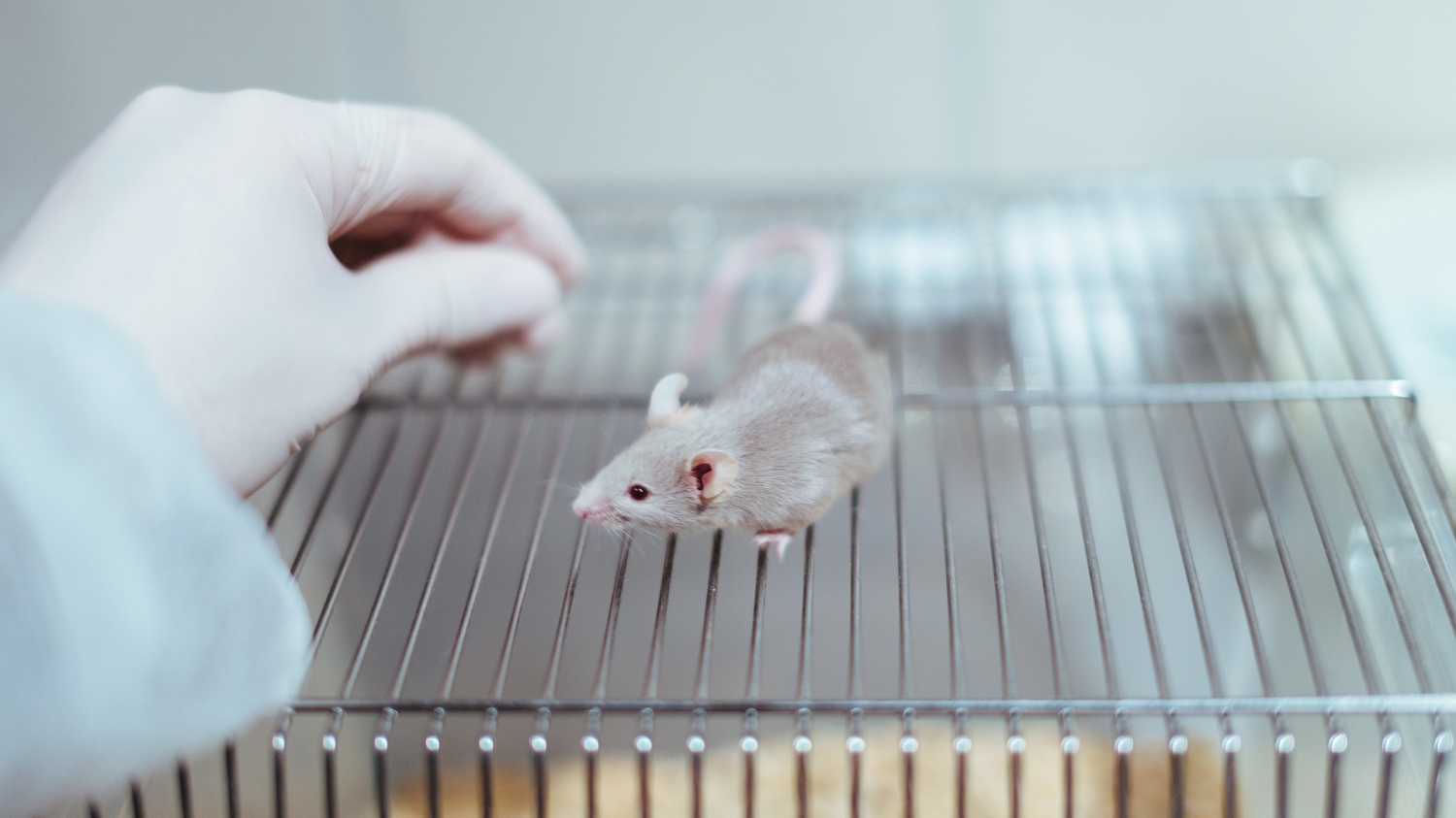 mouse