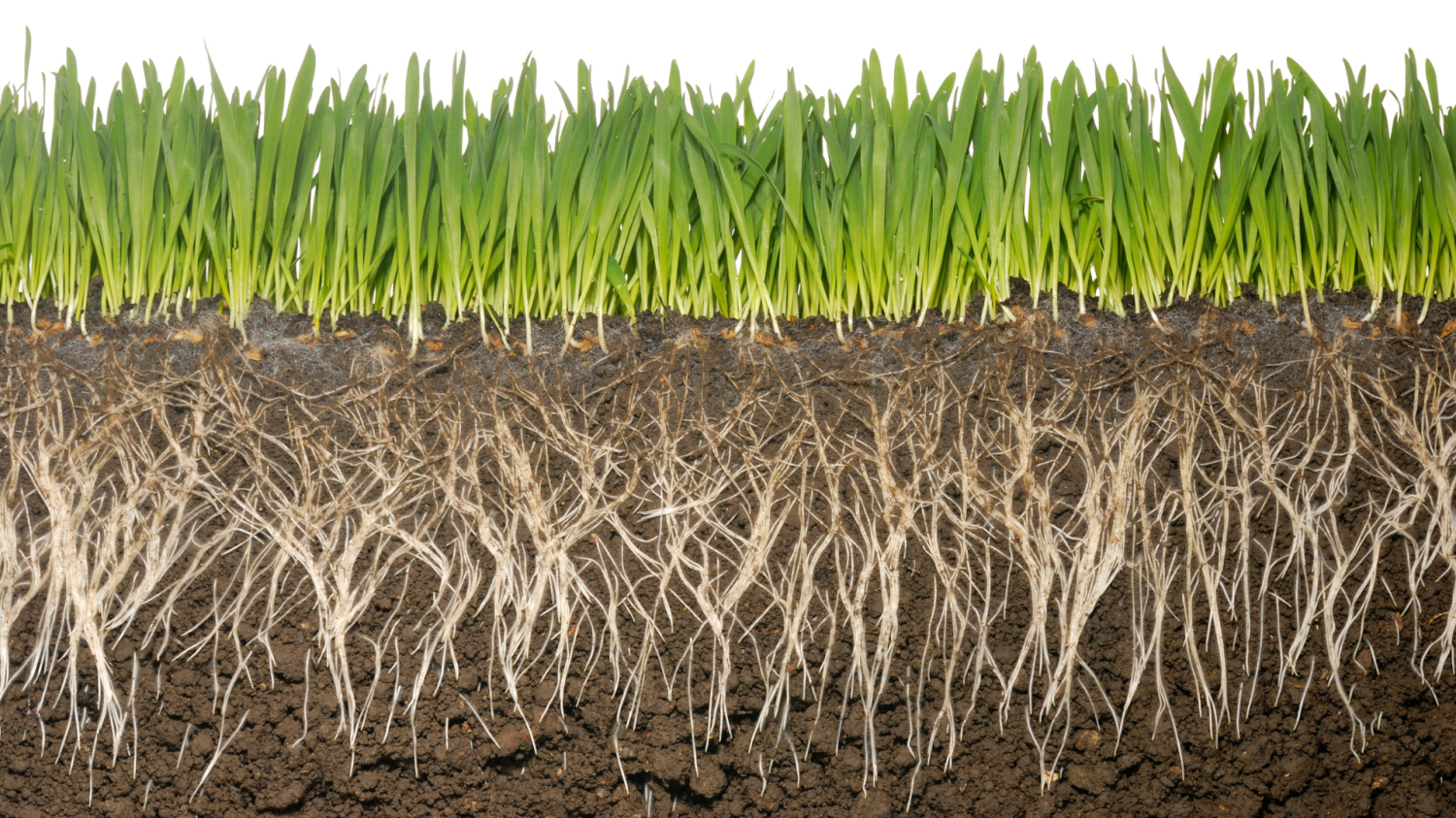 soil