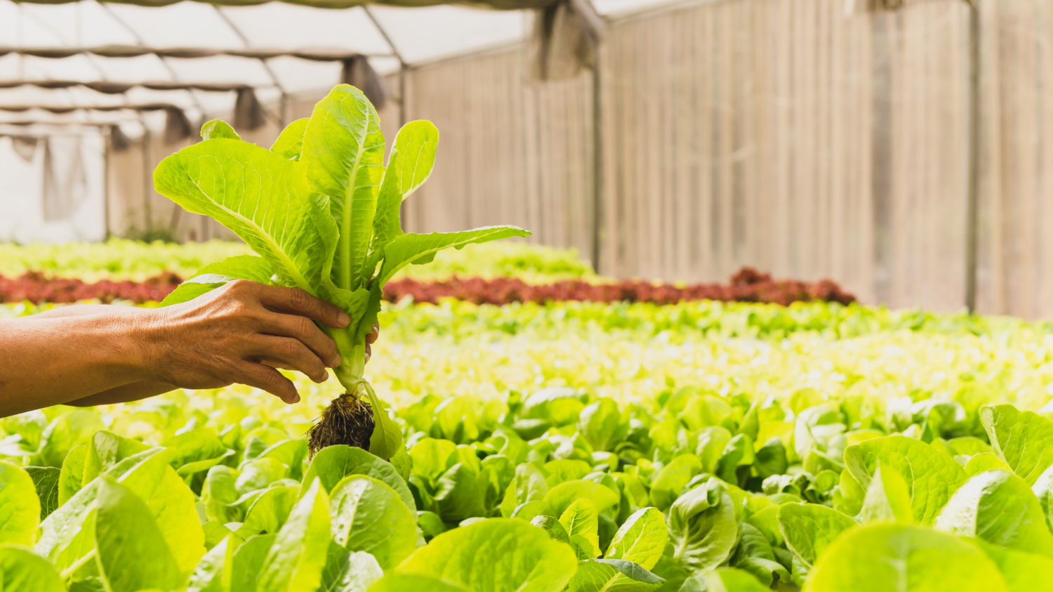 farming