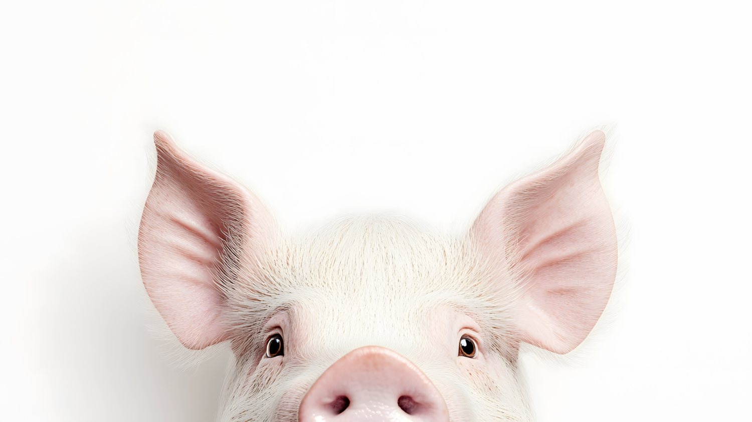 pig