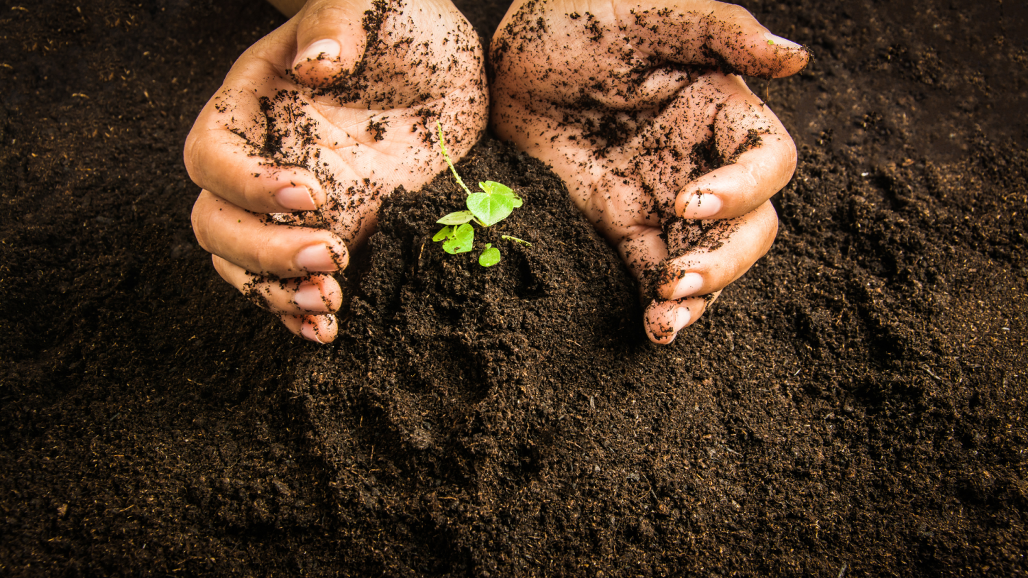 soil